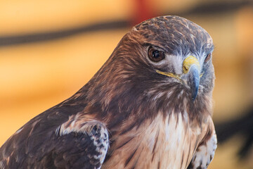 Harris's hawk (Harris Eagle) exhibition
