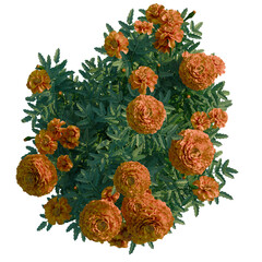 Tagetes erecta tree plan, top view, cutout, transparent background, 4k isolate, Vibrant marigolds bloom with rich orange petals and lush green leaves