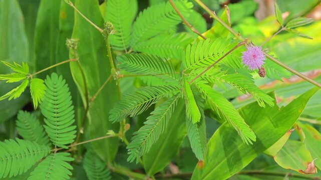 Shameplant or Mimosa pudica, the sensitive compound leaves quickly fold inward and droop when touched.