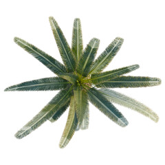 Phoenix canariensi tree plan, top view, cutout, transparent background, 4k isolate, Vibrant green palm fronds arranged in a circular pattern against black