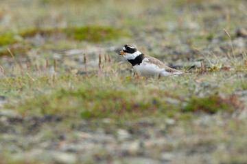 Common Ringed Plover on a coastal area in southeastern Iceland on a clear afternoon in mid-July.