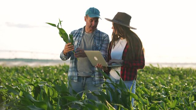 Inspecting corn plant with laptop two farmers conduct crop inspection in field using technology and teamwork sustainable agronomist examines leaf stalk to assess growth yield and yield forecast report