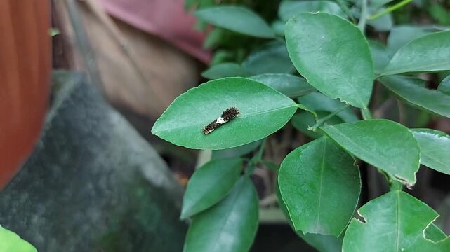 caterpillars on green plants in the garden