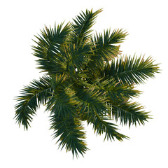 Acanthophoenix rubra tree plan, top view, cutout, transparent background, 4k isolate, Vibrant palm fronds casting dappled shadows, perfect for tropical themes