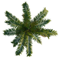 Veitchia montgomeryana tree plan, top view, cutout, transparent background, 4k isolate, Vibrant green palm fronds viewed from above, perfect for tropical design
