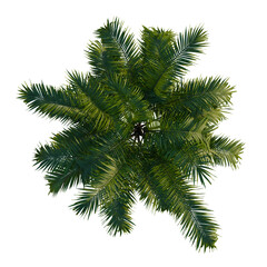 Chamaedorea cataractarum tree plan, top view, cutout, transparent background, 4k isolate, Vibrant palm fronds seen from above, lush green tropical foliage