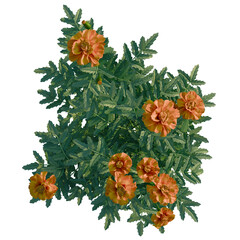 Tagetes erecta tree plan, top view, cutout, transparent background, 4k isolate, Vibrant orange marigold flowers blooming with lush green foliage