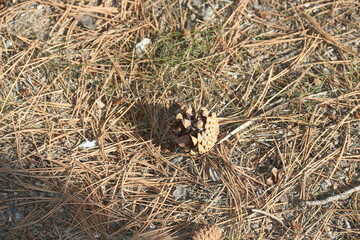 Autumn and autumn sunshine in the pine forest in the Kırşehir province of Anatolia