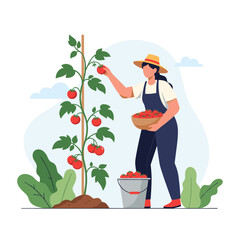 A person harvesting ripe tomatoes from a vine in a garden on a sunny day.