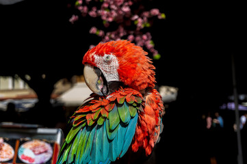 Colorful scarlet macaw parrot with vivid red, blue and green feathers standing against dark blurred background, tropical bird portrait.