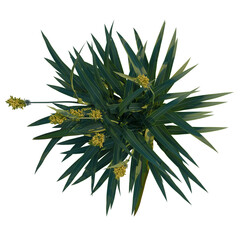 Fototapeta premium Sorghum bicolor tree plan, top view, cutout, transparent background, 4k isolate, Vibrant green plant with yellow flowers, perfect for nature and botanical designs