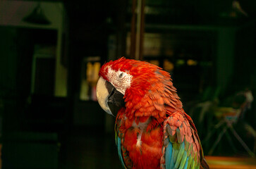 Colorful scarlet macaw parrot with vivid red, blue and green feathers standing against dark blurred background, tropical bird portrait.