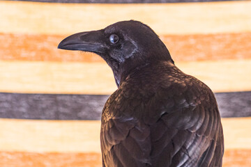 Common raven (Corvus corax) exhibition
