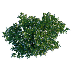 Obraz premium Viburnum opulus tree plan, top view, cutout, transparent background, 4k isolate, Lush green flowering shrub with delicate white blossoms in full bloom
