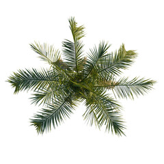 Syagrus botryophora tree plan, top view, cutout, transparent background, 4k isolate, Vibrant palm fronds display lush green foliage, perfect for tropical design