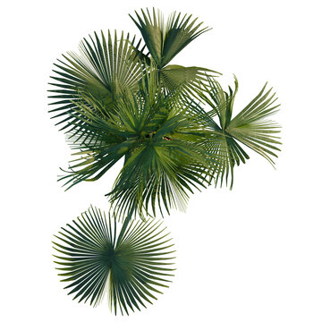 Sabal palmetto tree plan, top view, cutout, transparent background, 4k isolate, Vibrant green palm fronds create lush tropical canopy overhead view