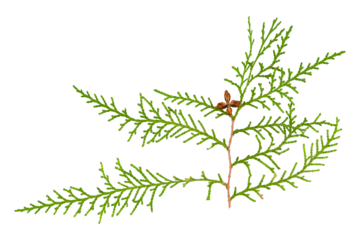 thuja branch on an isolated white background