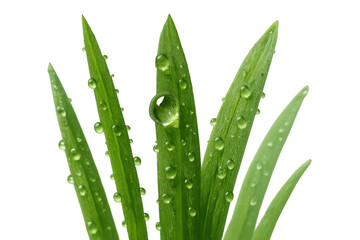 Green grass blades with water drops and morning dew, transparent background bringing fresh natural beauty for ecological concepts