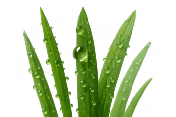 Green grass blades with water drops and morning dew, transparent background bringing fresh natural beauty for ecological concepts