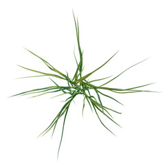 Oryza sativa tree plan, top view, cutout, transparent background, 4k isolate, Vibrant green grass cluster top view, perfect for nature and eco designs