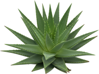 A vibrant green aloe vera plant featuring succulent pointed leaves with serrated edges arranged in a symmetrical rosette pattern isolate tropical herbal