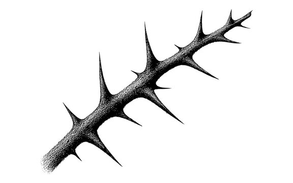 Intricate black and white engraving of thorny rose stem