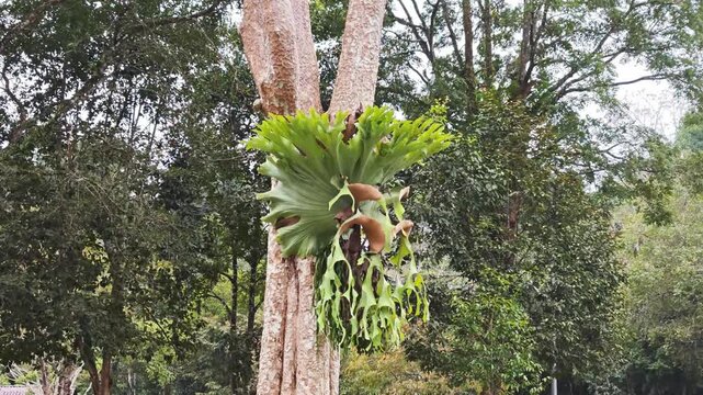 Platycerium ridleyi fern on tree