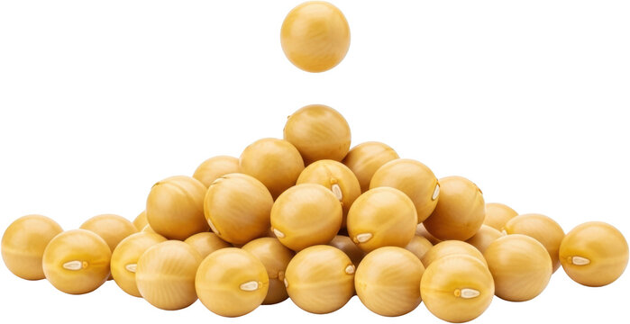 Pile of natural soybeans light brown oval legumes with visible hilum arranged in a pyramid shape isolate food organic agriculture harvest raw protein healthy - Powered by Adobe