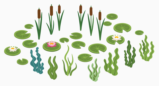 Collection of pond plants cattails water lilies aquatic seaweed nature flora wetlands lake swamp river vector illustration flat design