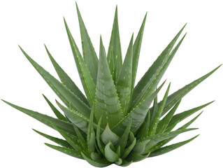 A vibrant green aloe vera plant showing its succulent spiky leaves with serrated edges isolate herbal transparent background medicinal health natural organic