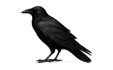 Obraz premium Detailed monochrome crow art with stippling effect