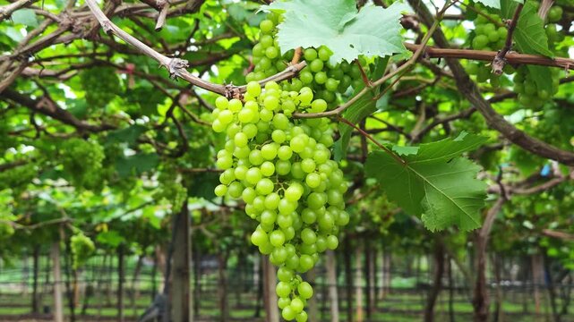 Green grapes hanging on the grapevine in the garden
