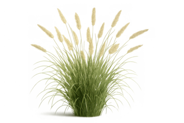 Pampas grass showing ornamental plant with feathery plumes and long green foliage, isolated on transparent background