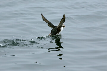 Atlantic puffin flying in the North Atlantic off the cliffs of northwest Iceland on a cloudy July...