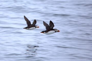 Atlantic puffin flying in the North Atlantic off the cliffs of northwest Iceland on a cloudy July afternoon