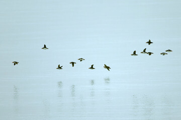 Atlantic puffin flying in the North Atlantic off the cliffs of northwest Iceland on a cloudy July afternoon