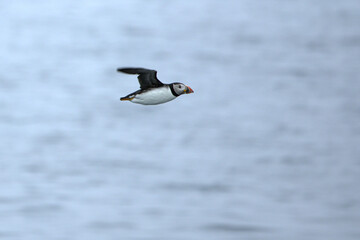 Atlantic puffin flying in the North Atlantic off the cliffs of northwest Iceland on a cloudy July afternoon
