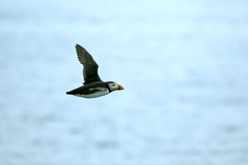 Atlantic puffin flying in the North Atlantic off the cliffs of northwest Iceland on a cloudy July afternoon
