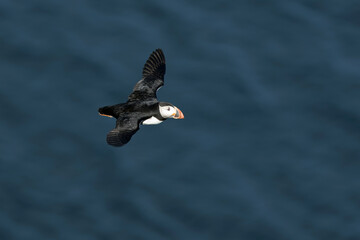 Atlantic puffin flying in the North Atlantic off the cliffs of northwest Iceland on a cloudy July afternoon