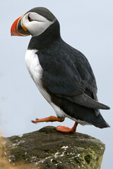 Atlantic puffin on the cliffs of northwest Iceland during breeding season in mid-July on a cloudy day