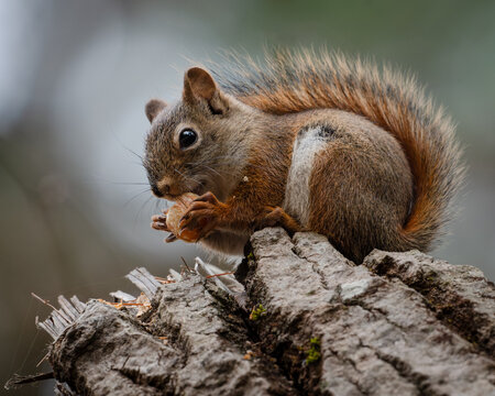 View of a focused squirrel eating a nut while perched on a weathered tree stump against a soft, blurred backdrop, White Mountains, New Hampshire, USA.