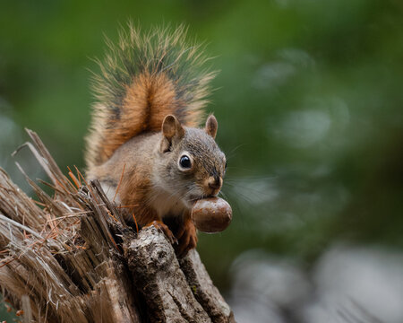 View of a vibrant red squirrel perched atop a tree stump clutching a nut, its bushy tail a striking contrast against the blurred green backdrop. White Mountains, New Hampshire, USA.