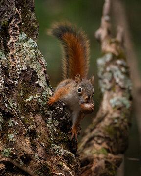 View of a squirrel with a bushy tail perched on a lichen-covered tree branch, holding a nut in its mouth. White Mountains, New Hampshire, USA.