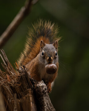 View of a cute reddish-brown squirrel with a bushy tail perched on a tree stump with a nut, against a backdrop of green foliage. White Mountains, New Hampshire, USA.