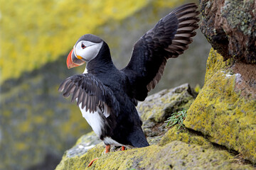 Atlantic puffin on the cliffs of northwest Iceland during breeding season in mid-July on a cloudy day