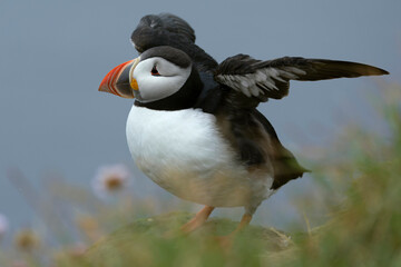 Atlantic puffin on the cliffs of northwest Iceland during breeding season in mid-July on a cloudy day