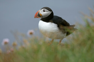 Atlantic puffin on the cliffs of northwest Iceland during breeding season in mid-July on a cloudy day