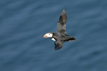 Atlantic puffin flying on a cliff in northern Iceland on a sunny afternoon in mid-July