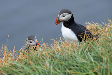 Atlantic puffin on a cliff in northern Iceland covered in flowers on a cloudy afternoon