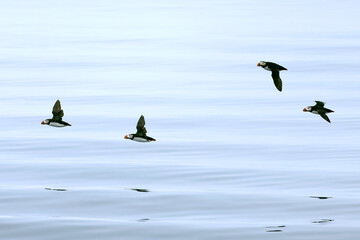 Atlantic puffin flying in the North Atlantic off the cliffs of northwest Iceland on a cloudy July afternoon